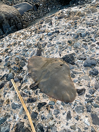 ツバクロエイの釣果