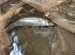 タカハヤの釣果