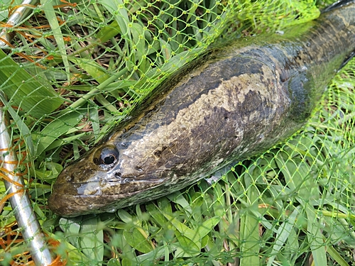 ライギョの釣果