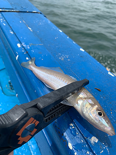 キスの釣果