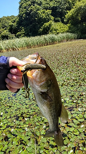 ブラックバスの釣果