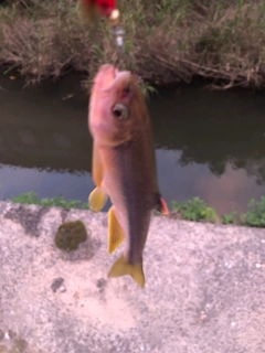 カワムツの釣果