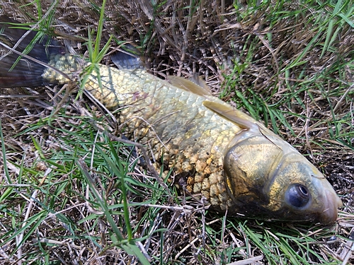 フナの釣果