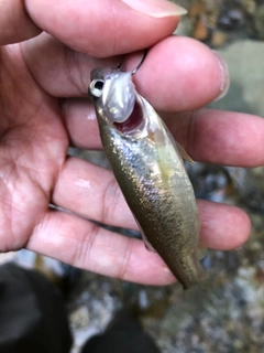 タカハヤの釣果