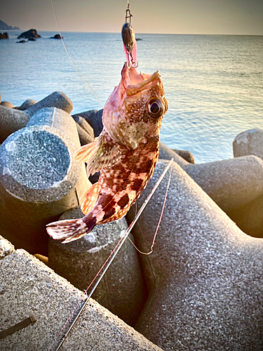 カサゴの釣果