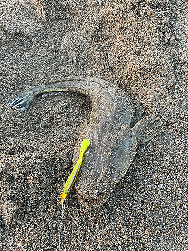 マゴチの釣果