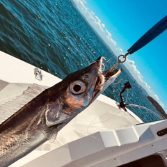 タチウオの釣果