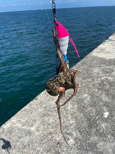 マダコの釣果