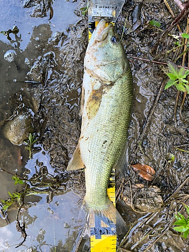 ブラックバスの釣果