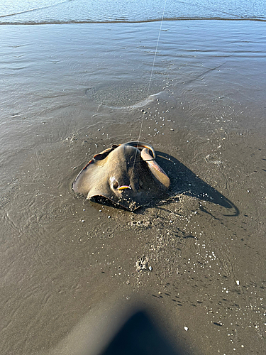 アカエイの釣果