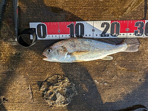 検見川浜突堤で釣れたシログチの釣り・釣果情報 - アングラーズ