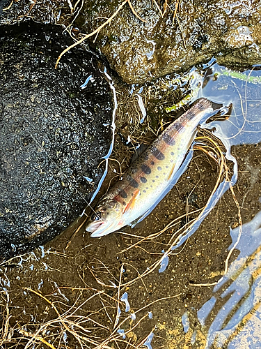 ヤマメの釣果