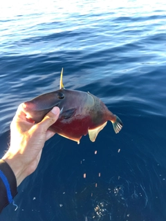 ウマヅラハギの釣果