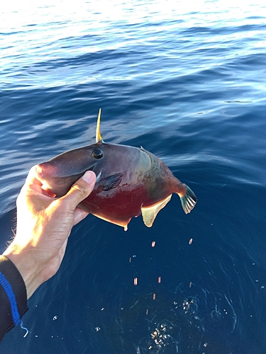 ウマヅラハギの釣果