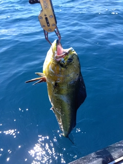 シイラの釣果