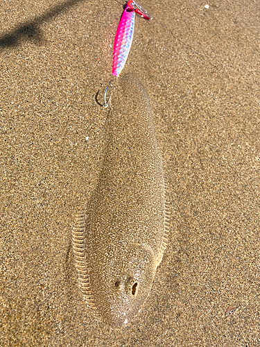 シタビラメの釣果