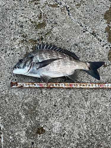 チヌの釣果