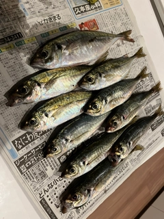 マアジの釣果