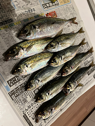 マアジの釣果