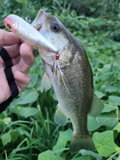 ラージマウスバスの釣果