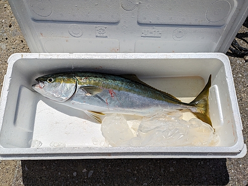 ヤズの釣果