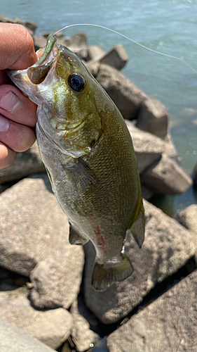 スモールマウスバスの釣果