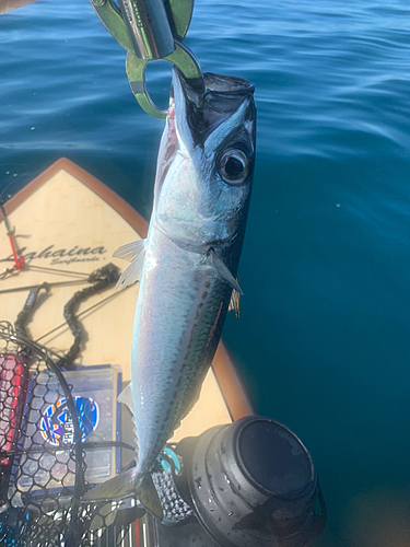 サバの釣果