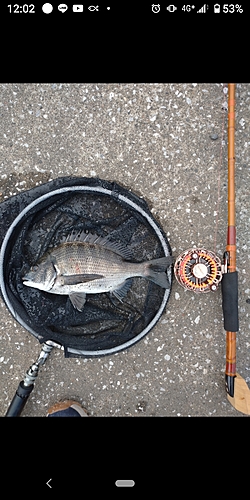 クロダイの釣果