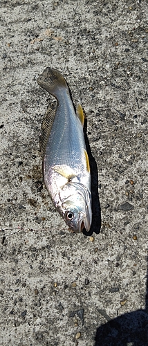 釣果