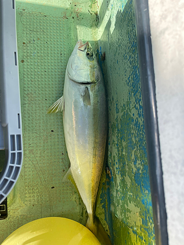 メジロの釣果