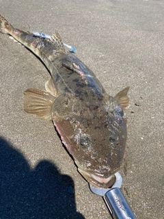 マゴチの釣果