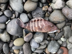 マハタの釣果