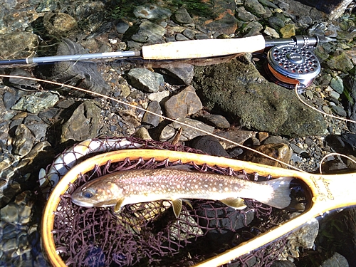 イワナの釣果