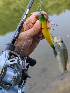 ブラックバスの釣果