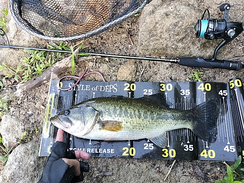 ブラックバスの釣果