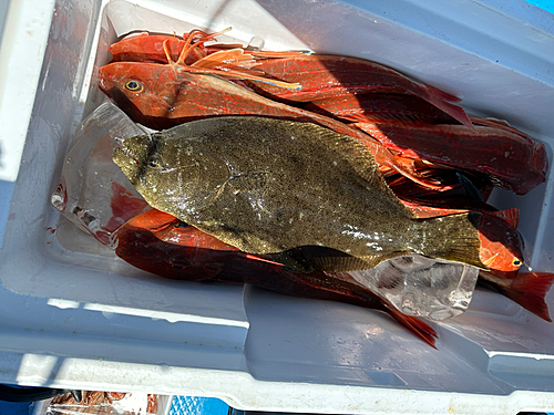 ヒラメの釣果