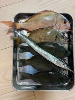 グレの釣果
