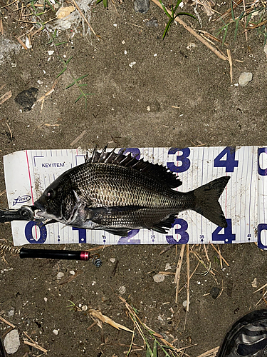 クロダイの釣果