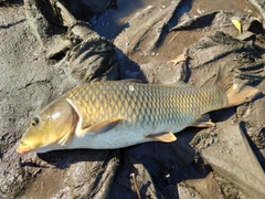 コイの釣果