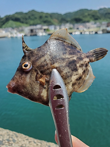 カワハギの釣果