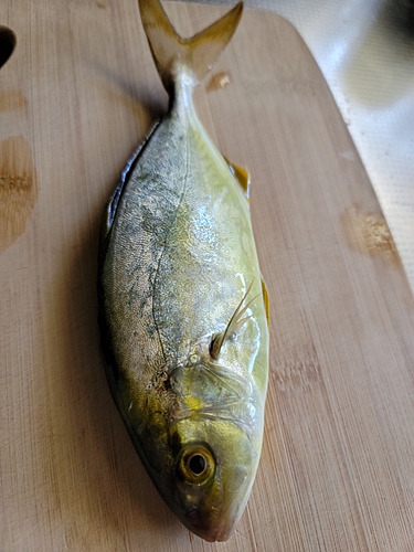 釣果