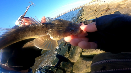 コチの釣果