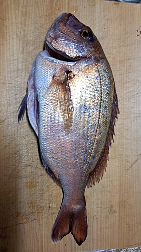 マダイの釣果