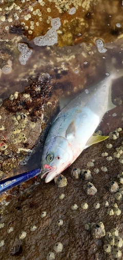 ヒラマサの釣果