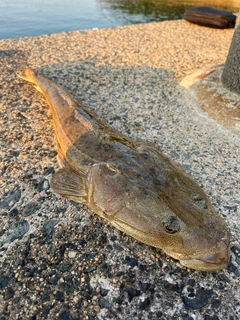 マゴチの釣果