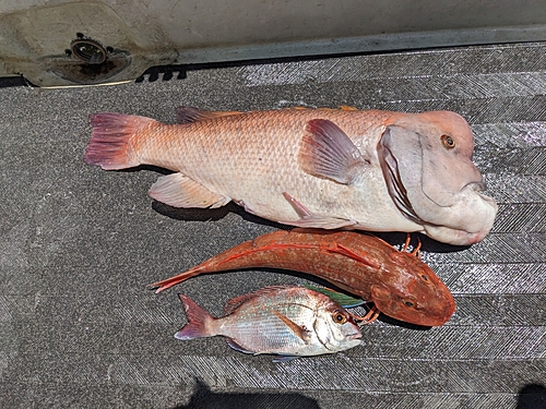 コブダイの釣果