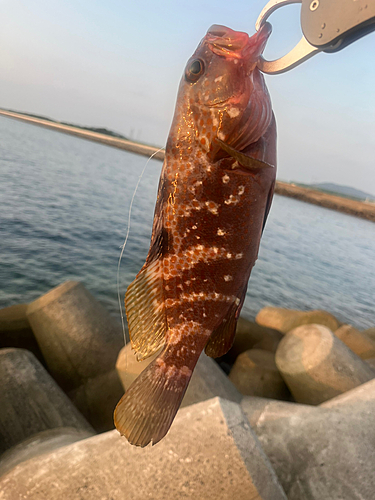 アコウの釣果