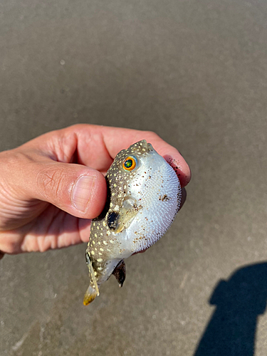 クサフグの釣果