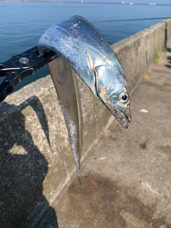 タチウオの釣果