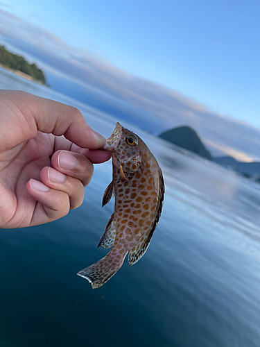 オオモンハタの釣果